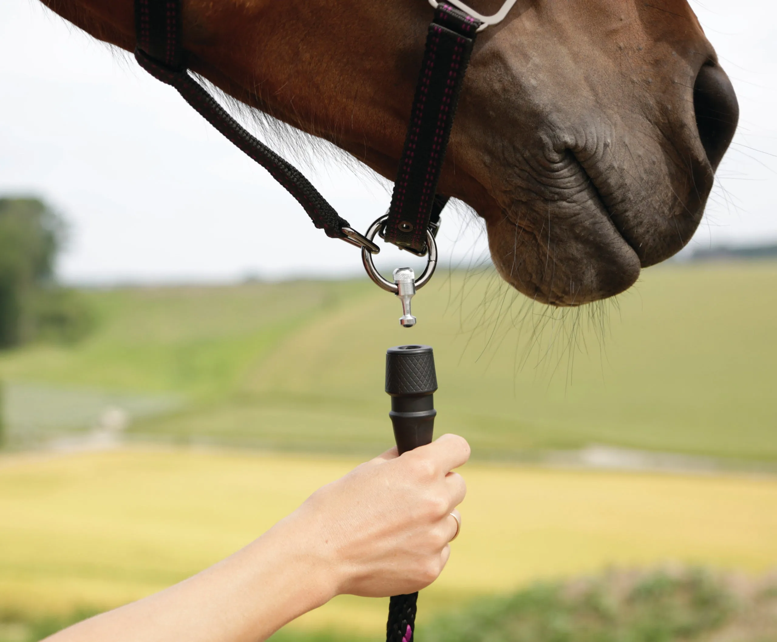 GoLeyGo Black/Pink Halter and Lead Set