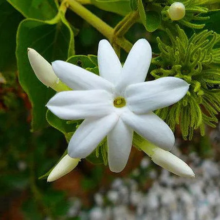 Jasmine Sambac Absolute