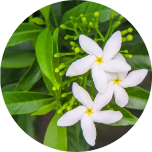 Jasmine Sambac Absolute