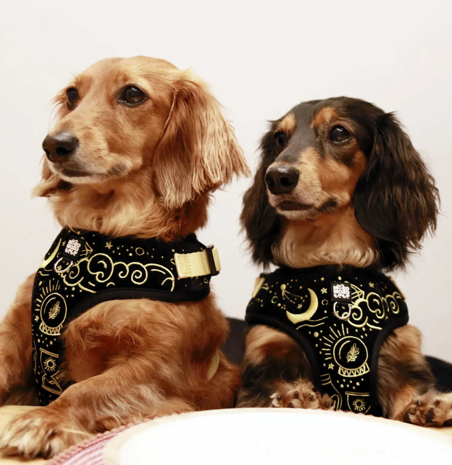 Magical - Mysterious (black) adjustable harness ✦RARE✦