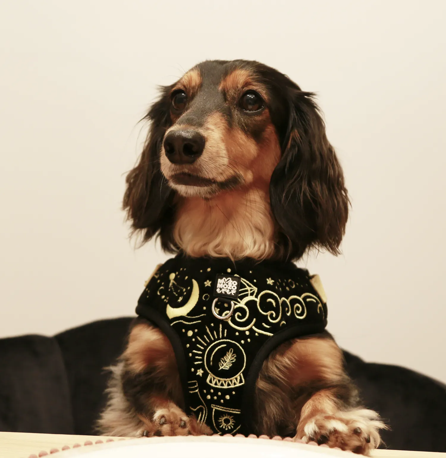 Magical - Mysterious (black) adjustable harness ✦RARE✦