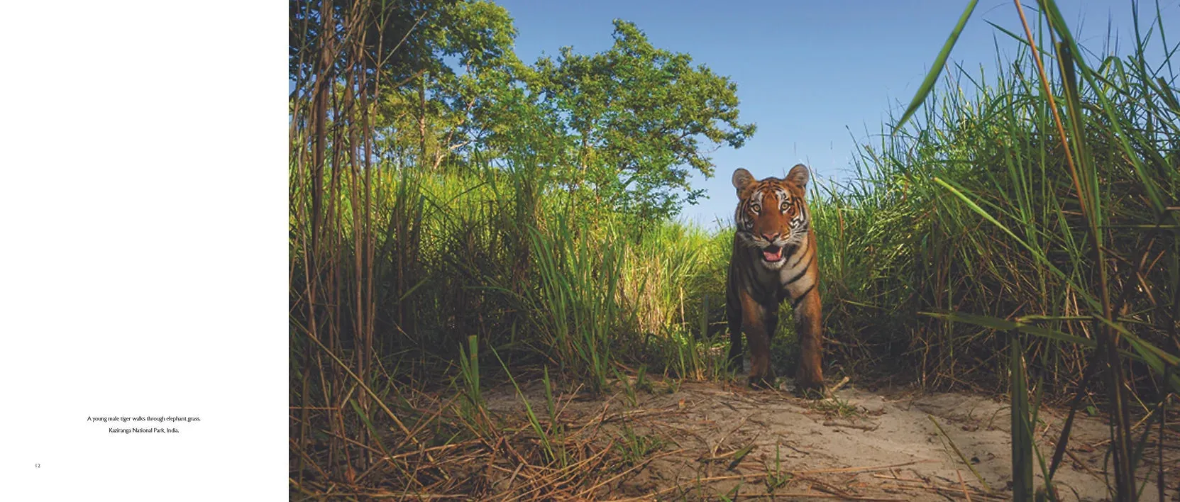 Tigers Forever: Saving the World's Most Endangered Big Cat