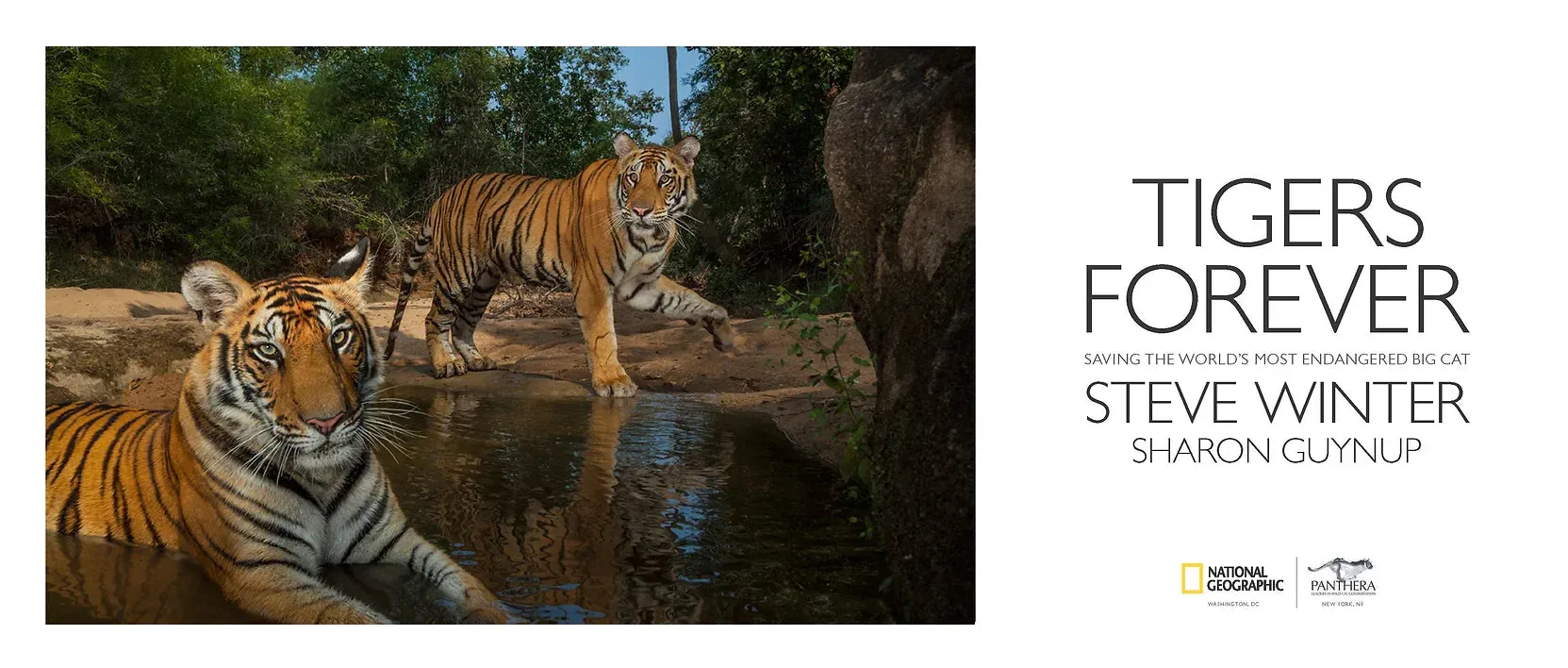 Tigers Forever: Saving the World's Most Endangered Big Cat